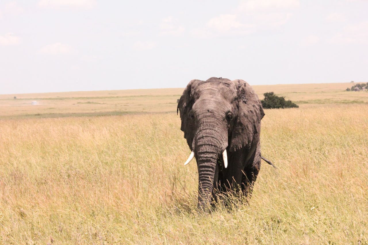 A powerful African elephant with tusks roaming the wide savanna landscape.