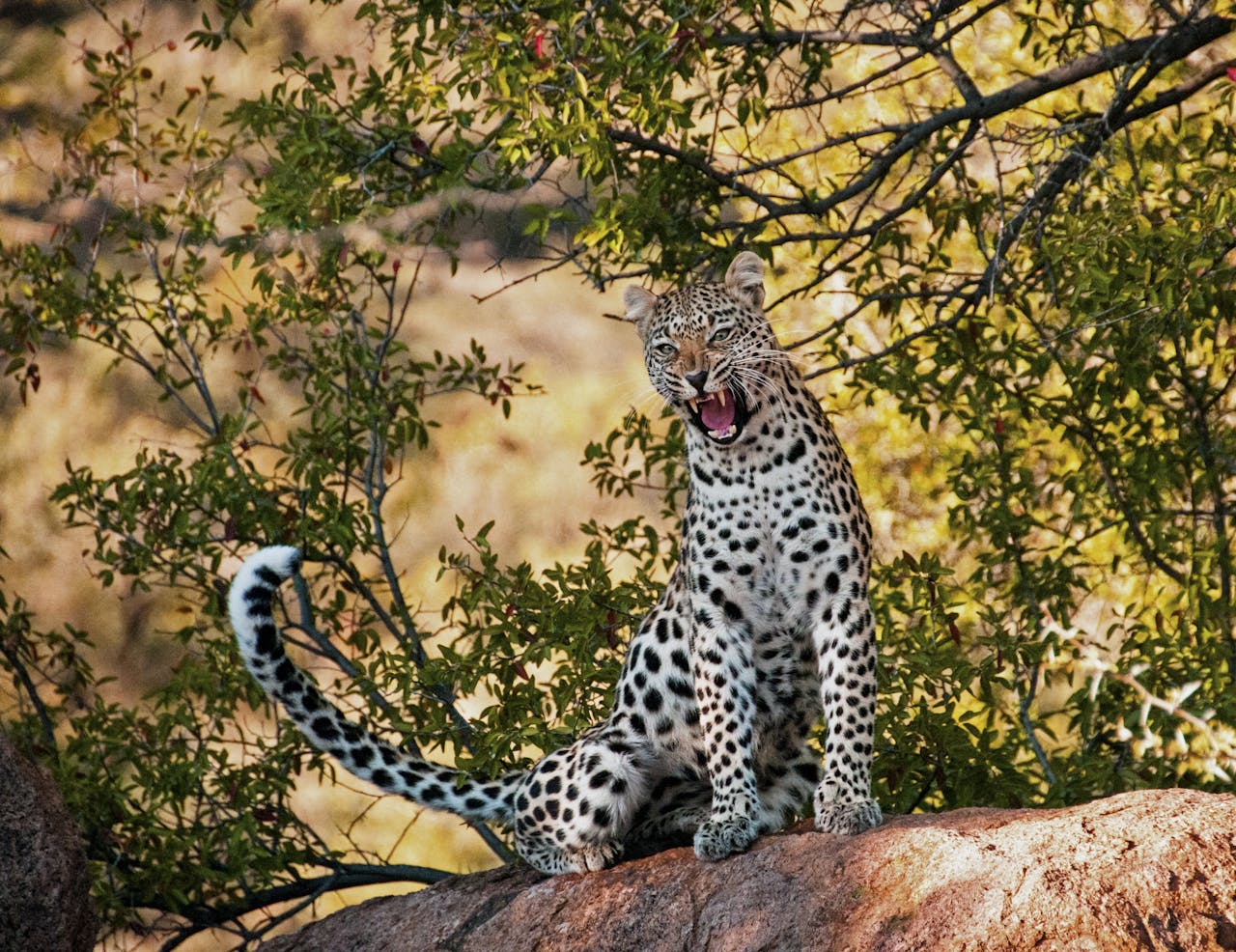 A stunning leopard sits roaring on a rock surrounded by lush greenery in its natural habitat.